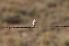 Cisticola juncidis terrestris