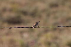 Cisticola juncidis terrestris