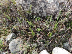 Paragymnopteris marantae marantae