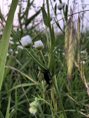 Agapanthia amurensis