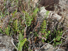 Paragymnopteris marantae marantae