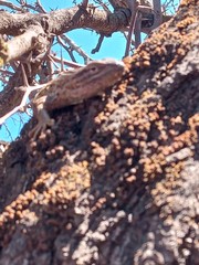 Liolaemus chiliensis