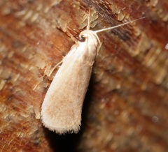 Athrypsiastis salva