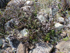 Paragymnopteris marantae marantae