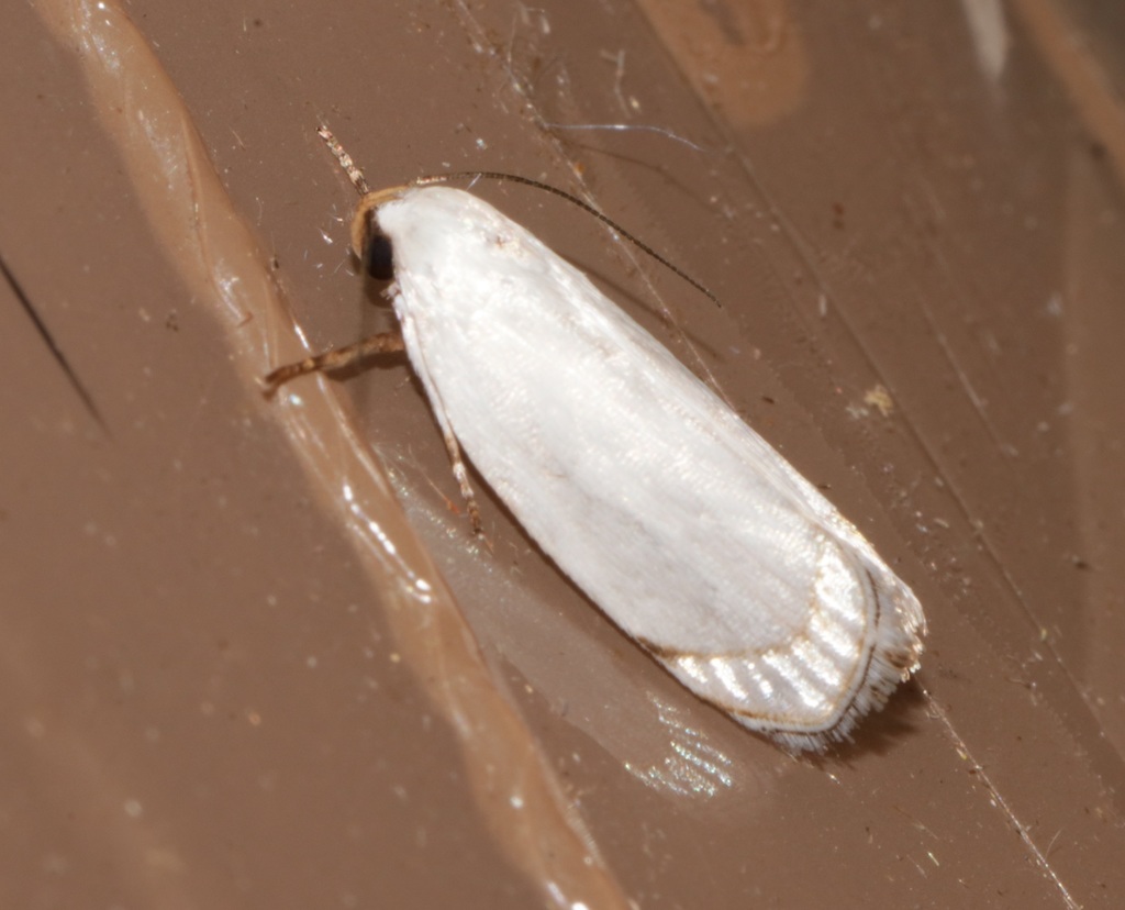 Metathrinca