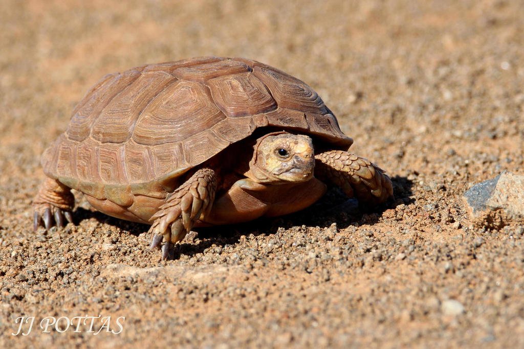 Greater Dwarf Tortoise
