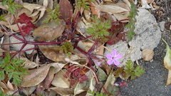 Geranium robertianum