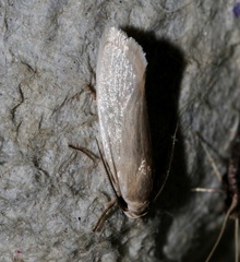 Athrypsiastis salva