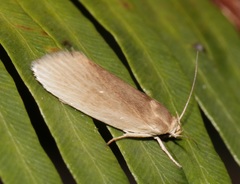 Athrypsiastis salva