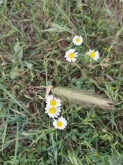 Matricaria chamomilla