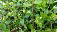Stellaria media