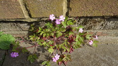 Geranium robertianum