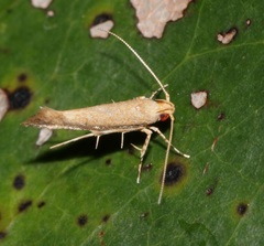 Pyroderces