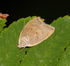 Scythropiodes