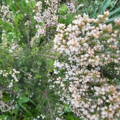 Erica arborea