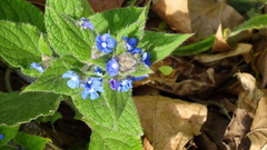 Pentaglottis sempervirens