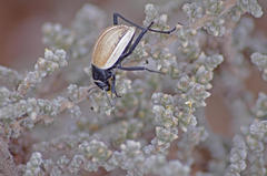Onymacris marginipennis