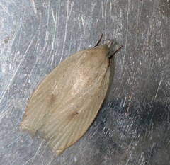 Scythropiodes