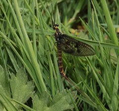 Ephemera vulgata