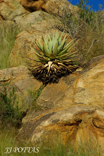 Aloe viridiflora image