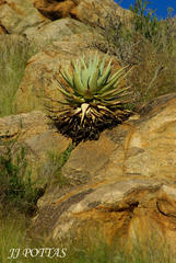 Aloe viridiflora