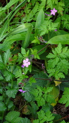 Geranium robertianum