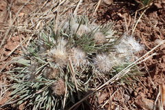 Townsendia hookeri