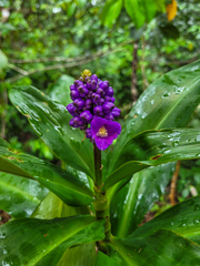 Dichorisandra procera