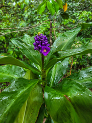 Dichorisandra procera