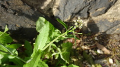 Capsella bursa-pastoris