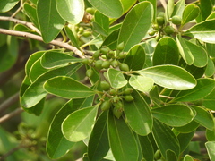 Daphnopsis americana