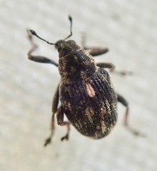 Rhinoncus perpendicularis