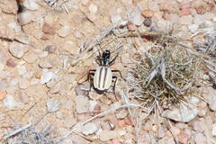 Graphipterus bilineatus