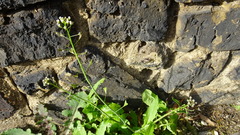 Capsella bursa-pastoris