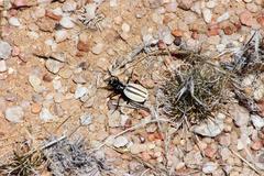 Graphipterus bilineatus
