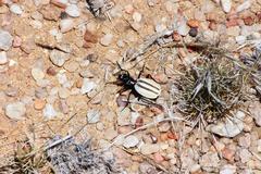 Graphipterus bilineatus