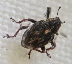 Rhinoncus perpendicularis