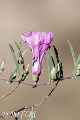 Ipomoea oenotheroides