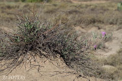 Ipomoea oenotheroides