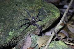 Heteropoda amphora