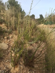 Anarrhinum fruticosum