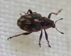 Rhinoncus perpendicularis