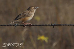 Cisticola textrix major