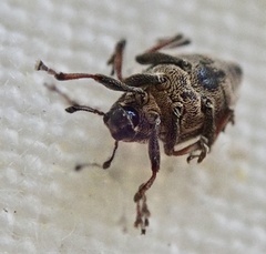 Rhinoncus perpendicularis