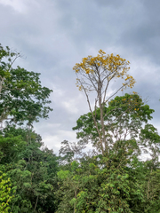 Handroanthus umbellatus