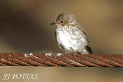 Muscicapa striata striata