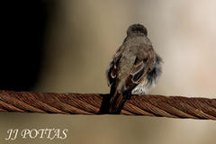 Muscicapa striata striata