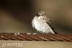 Muscicapa striata striata