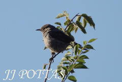 Muscicapa striata striata