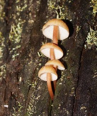 Collybia eucalyptorum